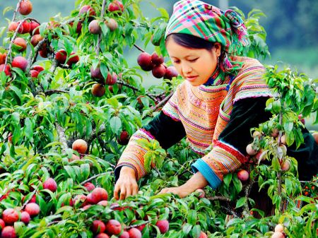 Ảnh của TRẢI NGHIỆM MỘC CHÂU MÙA MẬN CHÍN